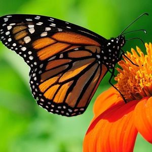 Meet your Posher, K.